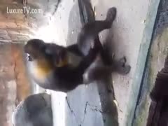 Monkey masturbating on the backyard